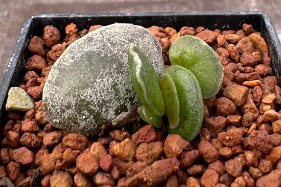 ADROMISCHUS RUPICOLA STĀDIŅŠ